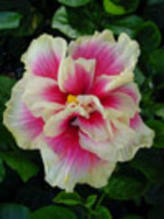 Hibi_Cloud_Burst - hibiscus dorinte
