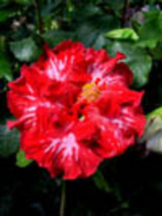 Hibi_Expo - hibiscus dorinte