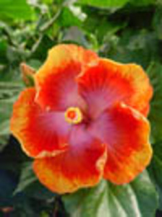 Hibi_Icon - hibiscus dorinte