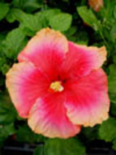 Hibi_Katie_Allison - hibiscus dorinte