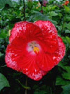 Hibi_Rebel_Rouser - hibiscus dorinte