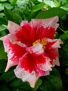 Hibi_Red_Snapper - hibiscus dorinte