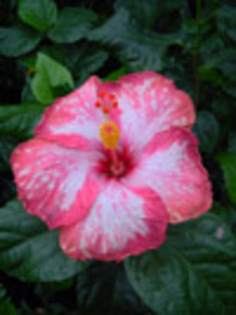 Hibi_Rim_of_Fire - hibiscus dorinte