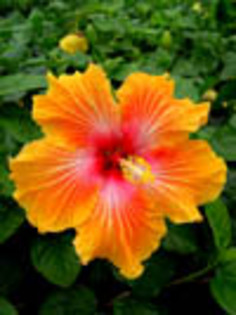 Hibi_Roman_Candle - hibiscus dorinte