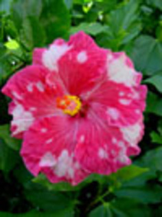 Hibi_Rosa_Joyal - hibiscus dorinte