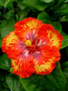 Hibi_Saxon_T - hibiscus dorinte