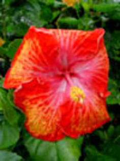 Hibi_Tropical_Fantasy__AU_ - hibiscus dorinte