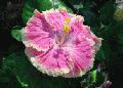 precoce american - hibiscus dorinte