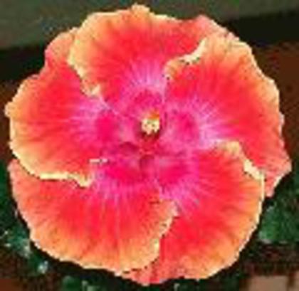 climax - hibiscus dorinte