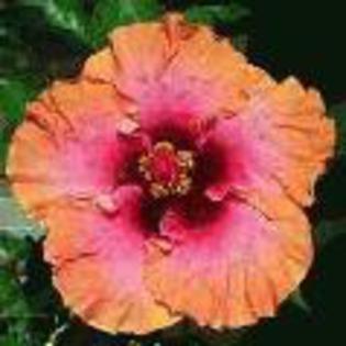 erin rachell - hibiscus dorinte