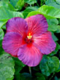Hibi_Bayou_Irene - hibiscus dorinte