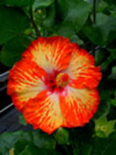 Hibi_Lady_Cilento - hibiscus dorinte