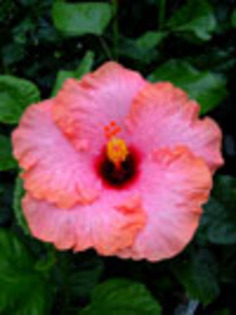 Hibi_Rojana - hibiscus dorinte