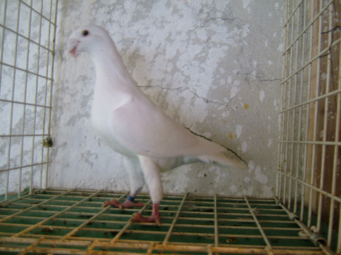 femela VINDUTA - voiajori germani de frumusete 2013