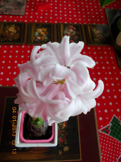 zambila roz cu ghivecel... - 1 ian 2013