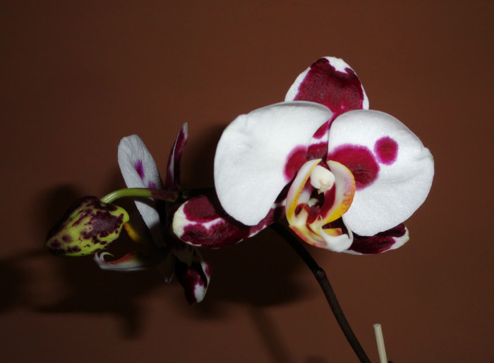  - Phalaenopsis 2