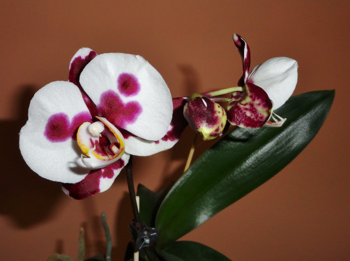  - Phalaenopsis 2