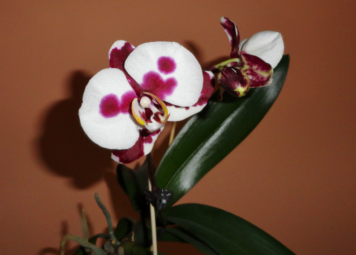  - Phalaenopsis 2