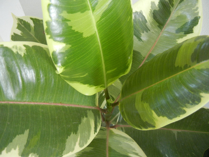 Ficus elastica Tineke (2013, Jan.03)