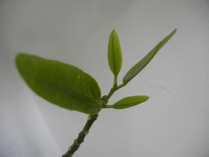 Codiaeum Spotted Leaves (2013, Jan.02)