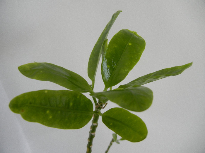 Codiaeum Spotted Leaves (2013, Jan.02)