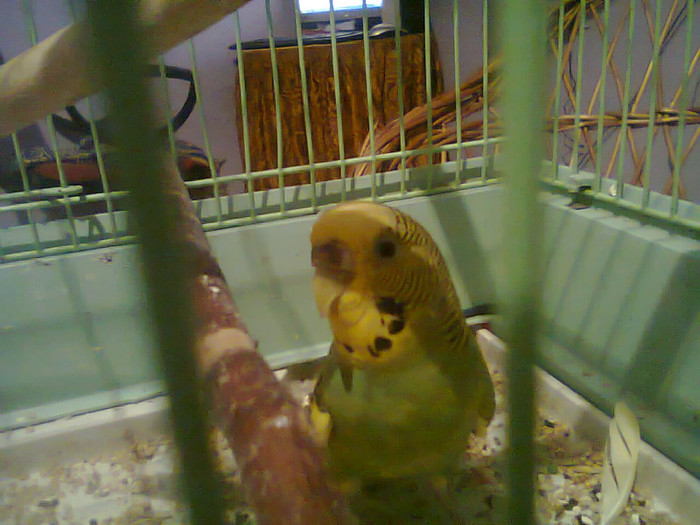 pap1 - papagalul meu