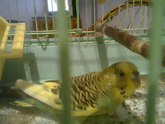 pap2 - papagalul meu