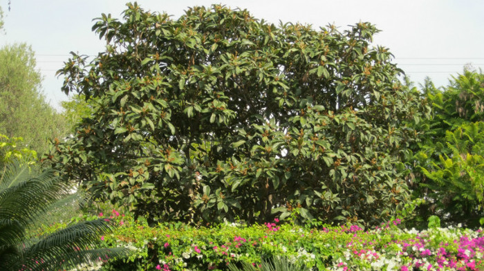eriobotrya japonica - pomi