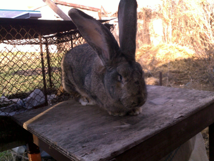 femela urias gripeste 7.5kg