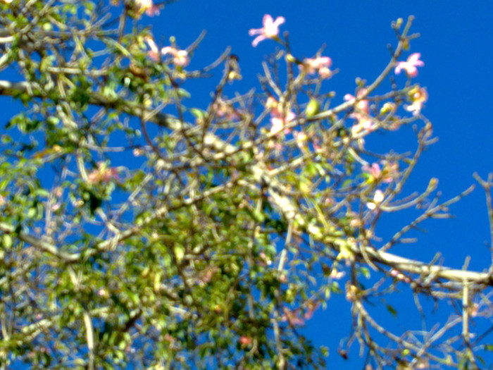 cred ca este adenium; pomul este f inalt si am facut zoom ca sa pot fotografia bine florile dar mi-a tremurat mana
