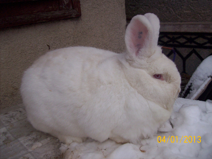 9 - Poze ianuarie 2013