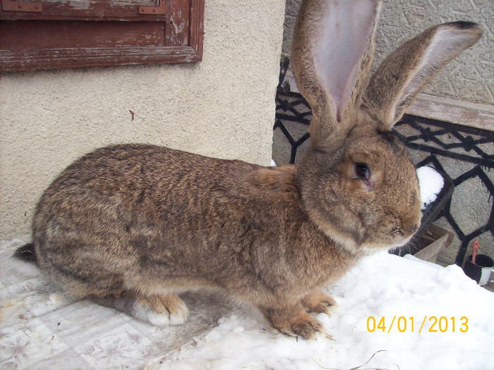 11 - Poze ianuarie 2013
