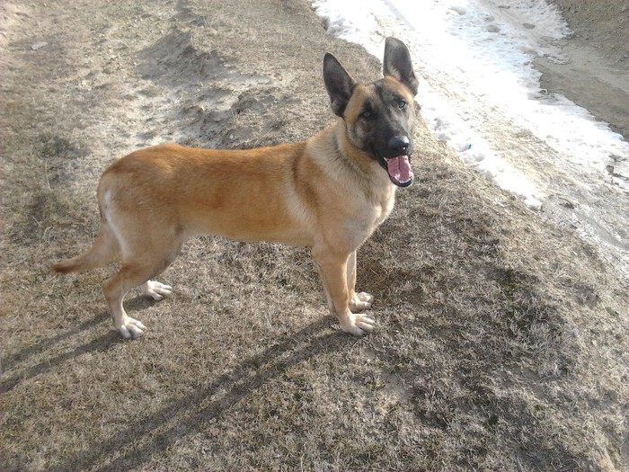 2013-01-04 11.27.17 - femela malinois Layca