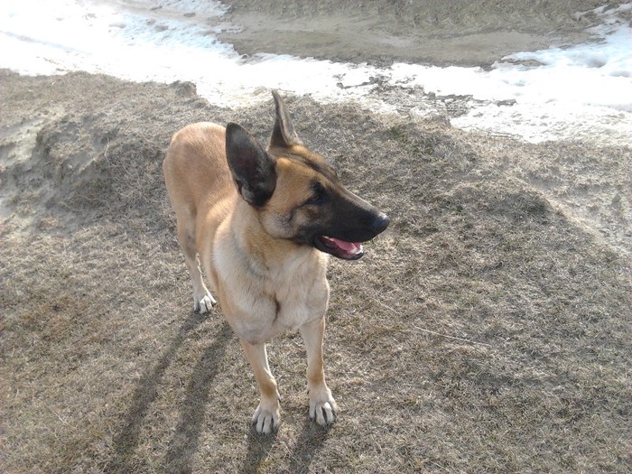 layca - femela malinois Layca