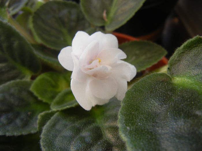 Semi-Double White Violet (2012, Dec.30) - Saintpaulia White Semi D