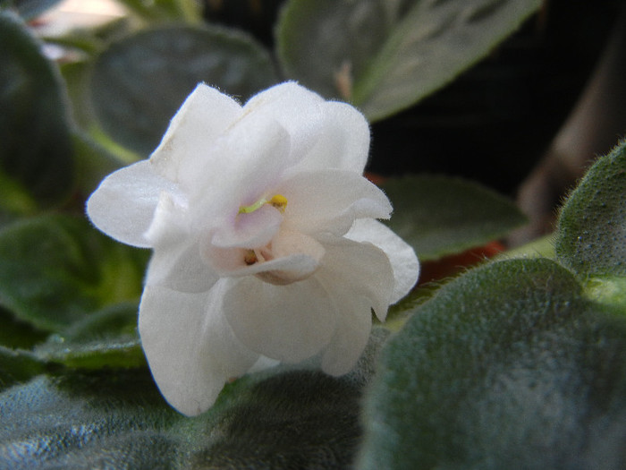 Semi-Double White Violet (2013, Jan.02)