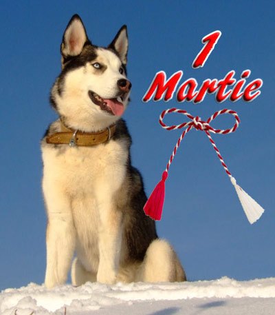 martisor_husky_asgard_ss