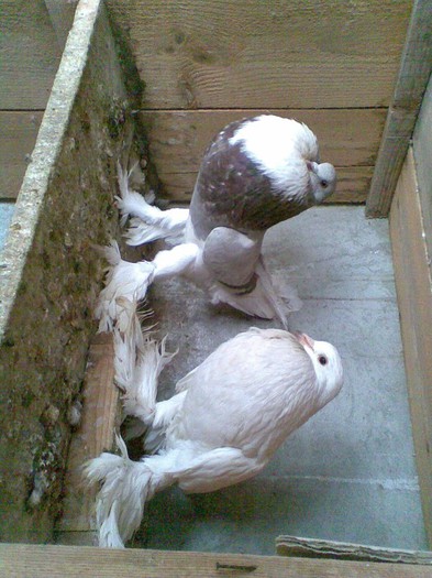 Imag004 - GUSATI DE POMERANIA 2 MASCULI DE VANZARE