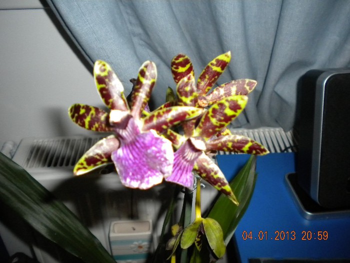  - orhidee 2012