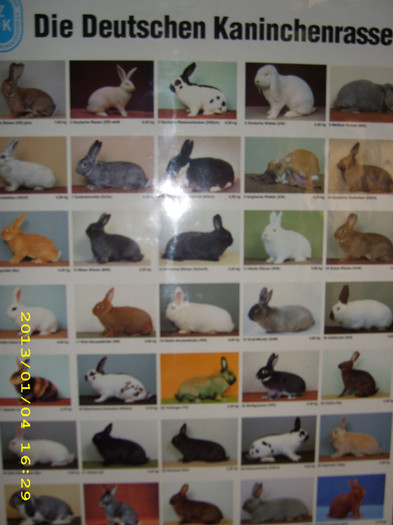 Plansa 1 cu rasele de iepuri - Medicamente si accesorii pentru iepuri