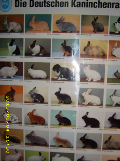 Plansa 2 cu rasele de iepuri - Medicamente si accesorii pentru iepuri