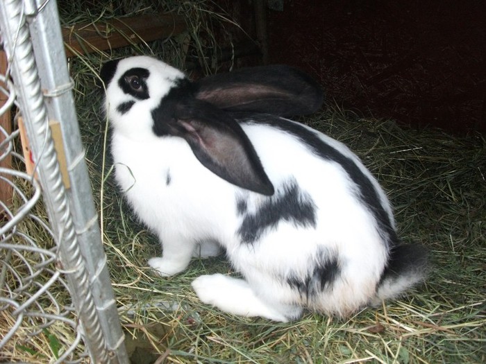 163 - Fluturi Germani