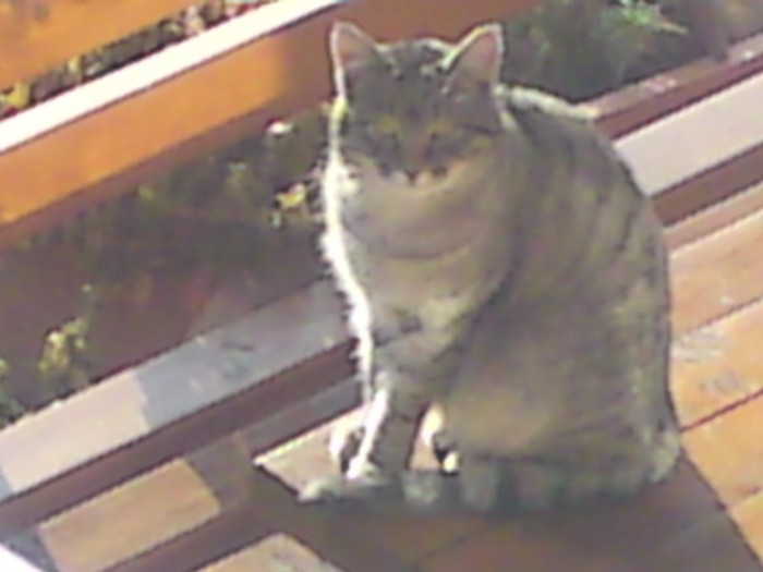 002; Cred ca-l cauta pe Nusu!
