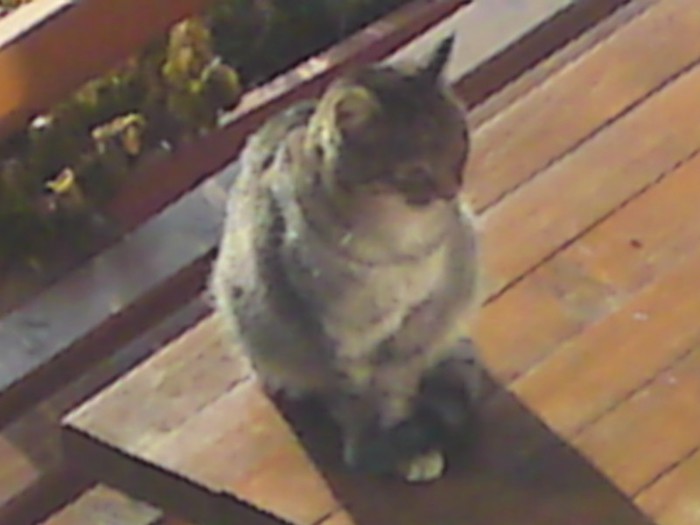 004; E bine la soa in asteptarea lui Nusu!re
