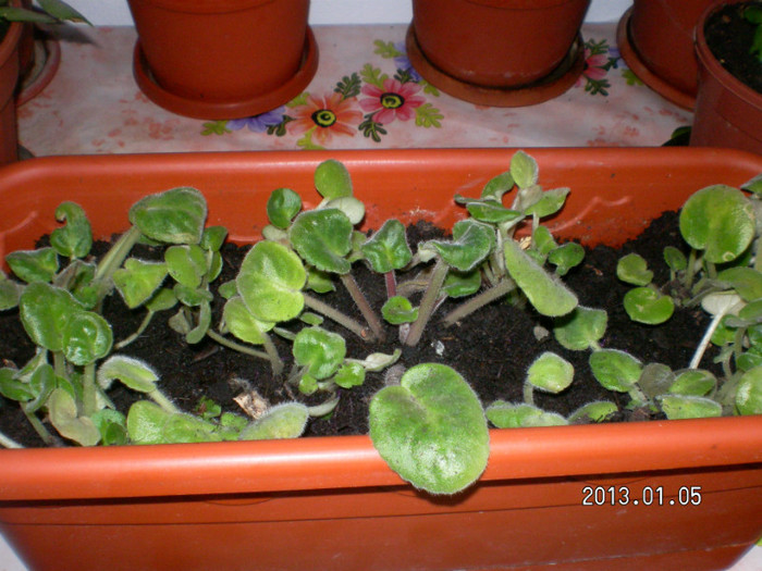 SANY4184; cresa nu stiu ce culori sunt abea astept sa infloreasca
