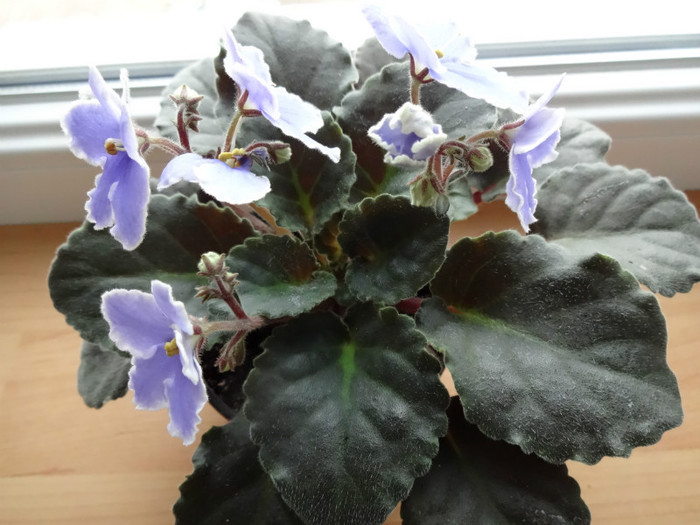 DSC00933 - z-diverse