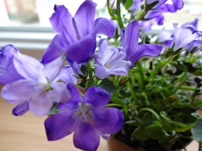 DSC00944 - Campanula