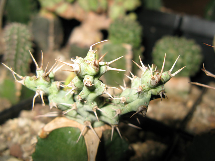 IMG_6676 - EUPHORBIA - album foto 2