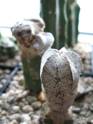 Astrophytum myriostigma f-ma onzuka - NEWS 2012 Suculente si Cacti