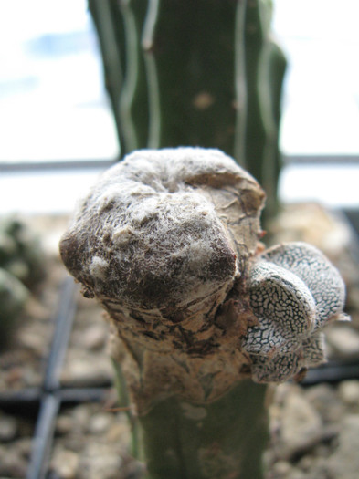 Astrophytum myriostigma blind form